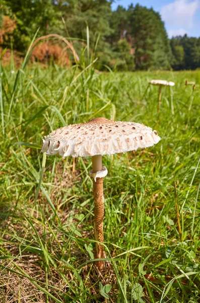 Close Picture Parasol Mushroom Macrolepiota Procera Grass Selective Focus — Stock Photo, Image