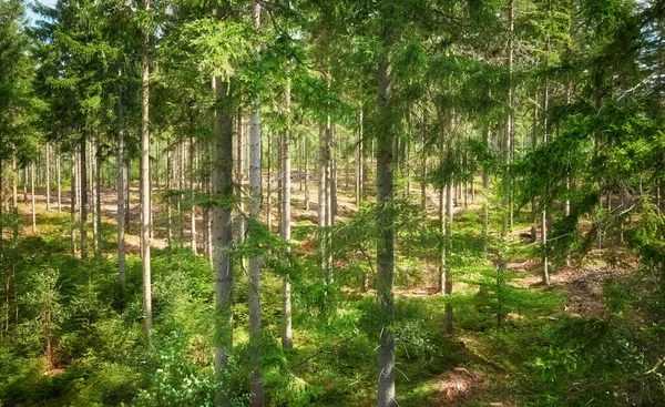 Billede Bjergskov - Stock-foto