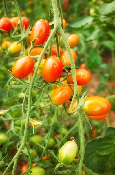 Close Picture Organic Date Tomatoes Selective Focus — Stock Photo, Image