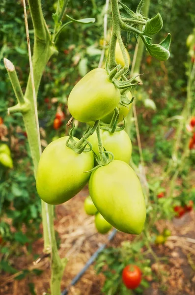 Organik Tomat Perkebunan Rumah Kaca Fokus Selektif — Stok Foto