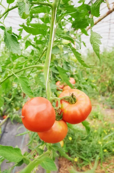 Close Picture Organic Tomatoes Greenhouse Plantation Selective Focus — Stock Photo, Image