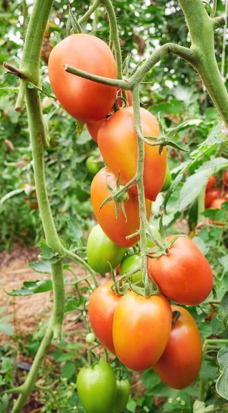 Close Picture Organic Tomatoes Selective Focus — Stock Photo, Image