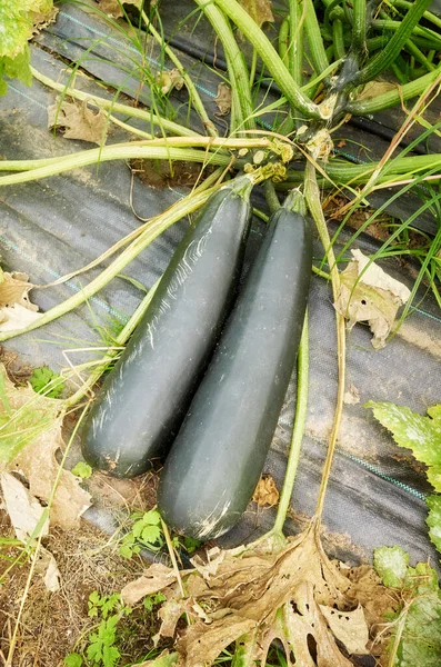 Tutup Gambar Dari Zucchini Organik Rumah Kaca — Stok Foto