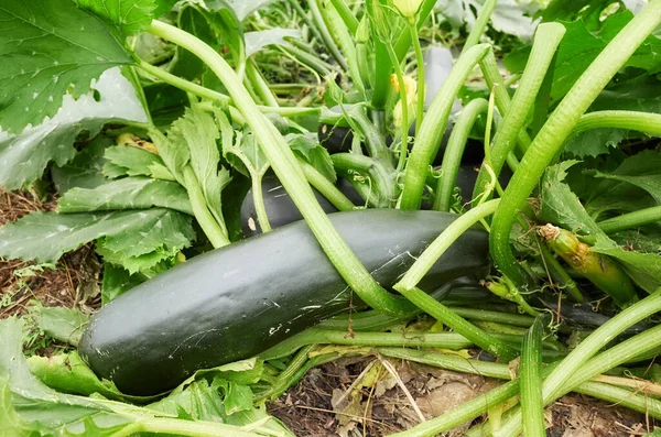 Close Picture Organic Zucchini — Stock Photo, Image