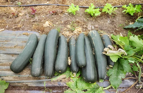 Organic Zucchini Greenhouse Ground — Stock Photo, Image