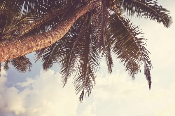 Kokospalme Gegen Den Himmel Farbtonung Aufgetragen — Stockfoto