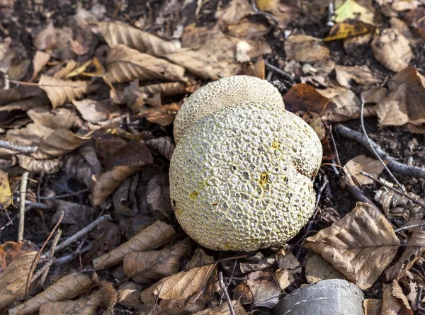 Puffball on autumn dry leaves in forest. — Stock Photo, Image