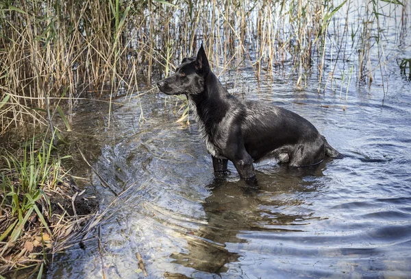 湖から出て行く大きな黒の野生の犬. — ストック写真