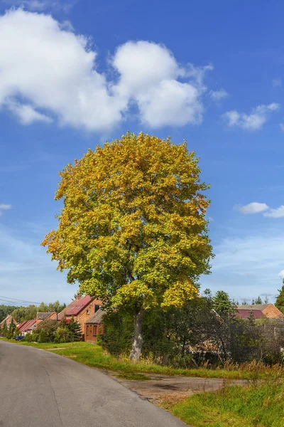 Vackra träd i en liten by, landskap i en solig dag. — Stockfoto