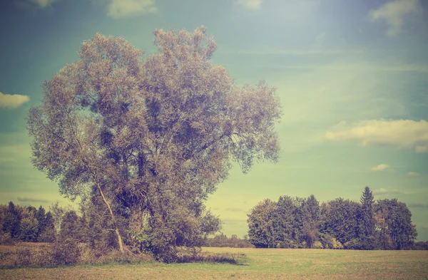Vintage foto van herfst veld met bomen, retro gefilterd. — Stockfoto