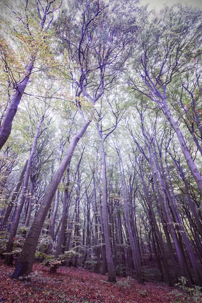 树林的复古筛选的图片. — 图库照片