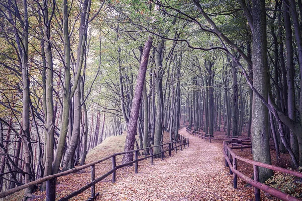 Imagen filtrada retro de un bosque . —  Fotos de Stock