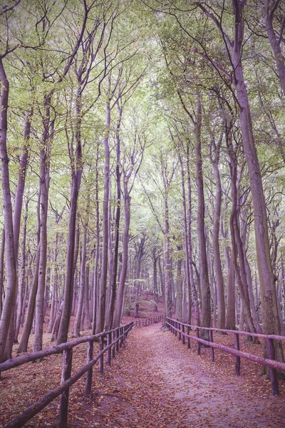 Imagen retro filtrada vintage de camino de madera en el bosque . —  Fotos de Stock