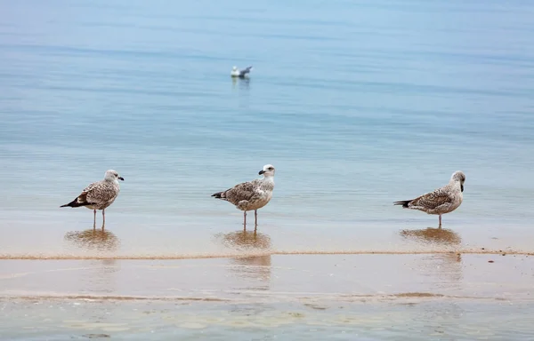 Fond naturel. Oiseaux sur la plage . — Photo