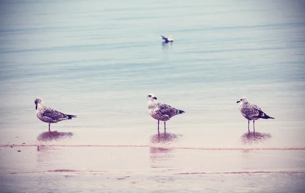 Fond naturel de style rétro. Oiseaux sur la plage . — Photo