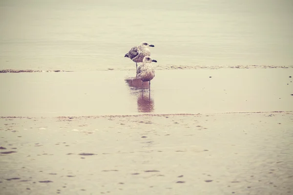 自然背景。在海滩上的鸟. — 图库照片