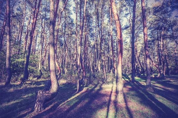Vintage style picture of Crooked Forest, Poland. — Stock Photo, Image