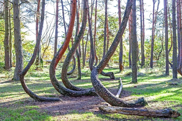 Hain seltsam geformter Kiefern in krummem Wald, Polen. — Stockfoto