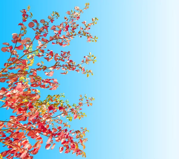 Folhas de outono no céu azul com espaço de cópia . — Fotografia de Stock