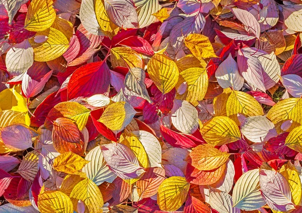 Fundo colorido feito de folhas de outono . — Fotografia de Stock
