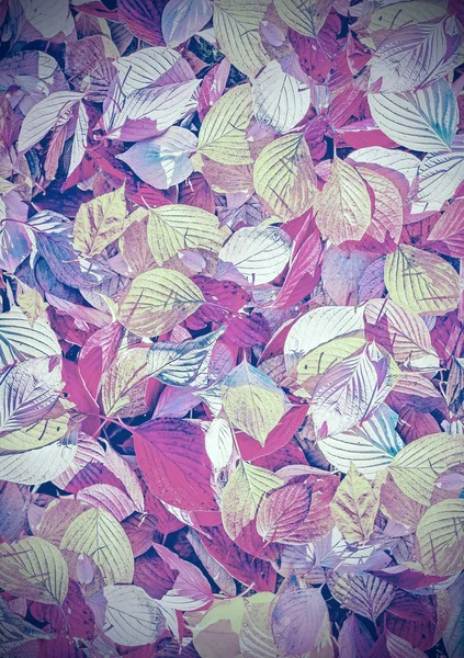 Estilo retro fondo descolorido hecho de hojas de otoño . —  Fotos de Stock