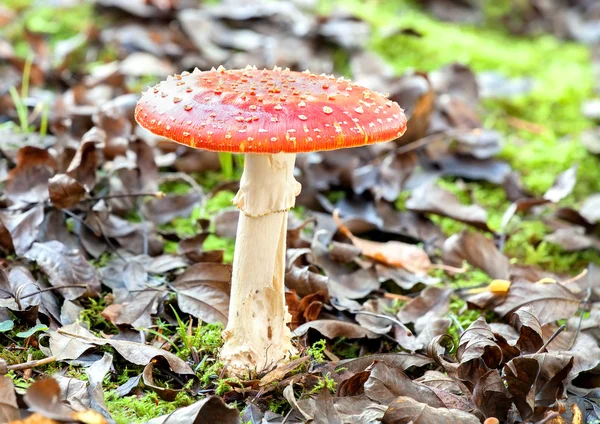 Autumnal toadstool in natural environment with dry leaves. — Stock Photo, Image