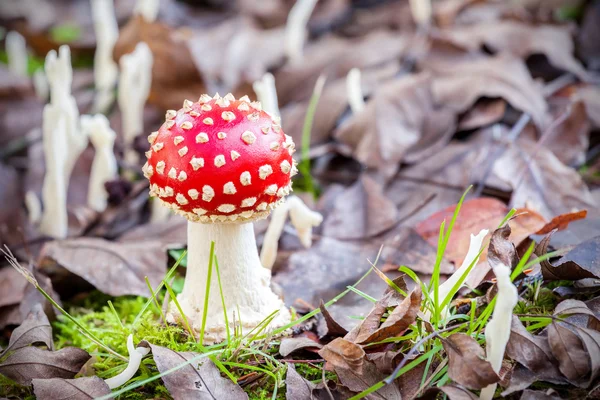 Autumnal small toadstool in natural environment. — Stock Photo, Image