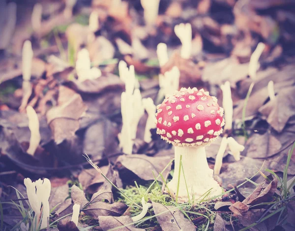 Vintage filtered picture of toadstool in forest. — Stock Photo, Image