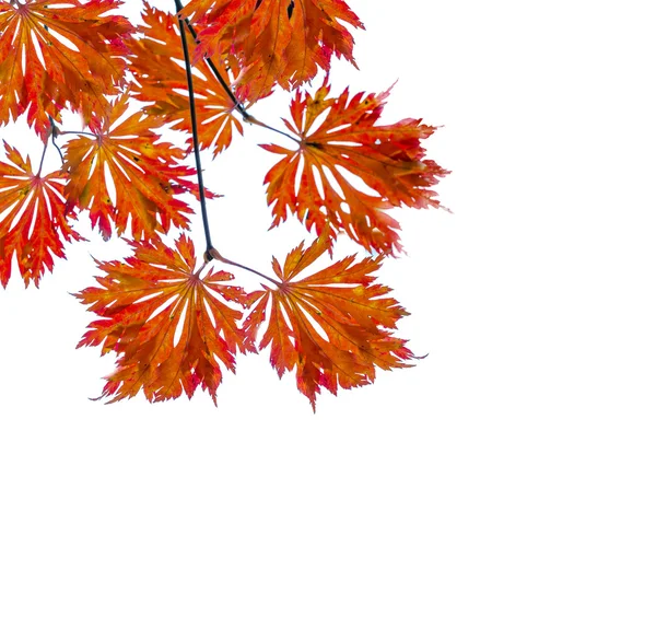 Podzimní pozadí s barevnými listy, prostor pro text. — Stock fotografie