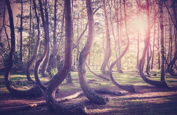 Image filtrée vintage du coucher du soleil dans une forêt mystérieuse . — Photo