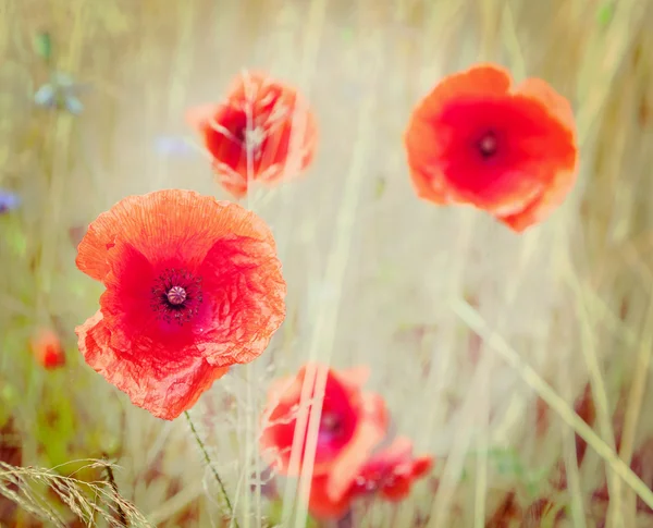 Immagine in stile retrò di fiori di papavero, profondità di campo poco profonda . — Foto Stock