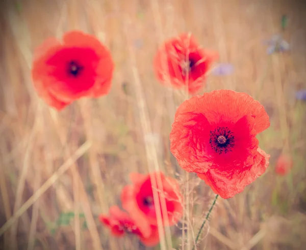 Retro style picture of poppy flowers, shallow depth of field. — Stock Photo, Image