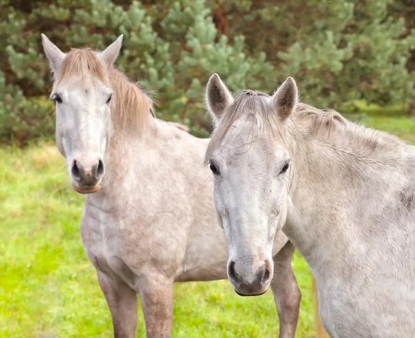Två unga hästar på betet. — Stockfoto