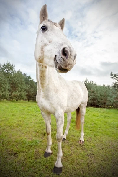 Billede af sjov hest, lav dybde af feltet . - Stock-foto