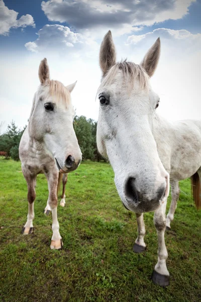 Bred vinkel bild av två hästar, grunt skärpedjup. — Stockfoto