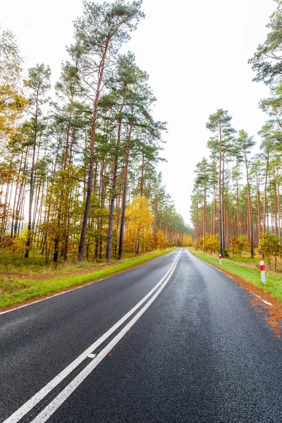 Road the through colorful forest in autumn. — Stock Photo, Image