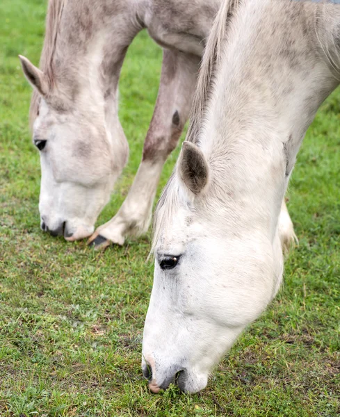 Photo rapprochée de chevaux broutant sur l'herbe . — Photo