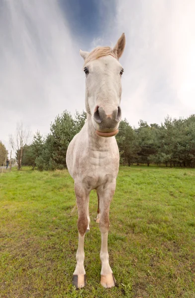 Vidvinkel bild av en häst. — Stockfoto
