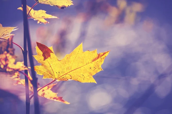 Vintage filtrowanego obrazu jesiennych liści, tle natura. — Zdjęcie stockowe
