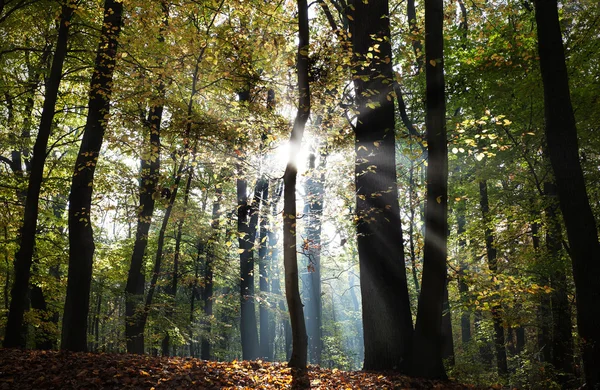 Mysterious dark autumn forest landscape with sunbeams. — Stock Photo, Image