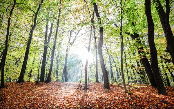 Peisaj forestier misterios de toamnă cu raze de soare — Fotografie, imagine de stoc