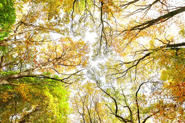 Mirando hacia arriba a través de árboles otoñales, fondo natural . — Foto de Stock