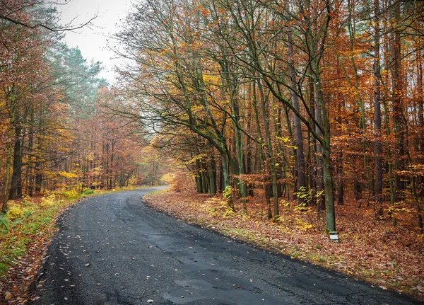 La imagen de un camino en el bosque otoñal . —  Fotos de Stock