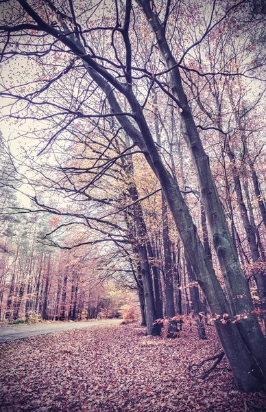 复古老式筛选的图片的秋天的森林. — 图库照片
