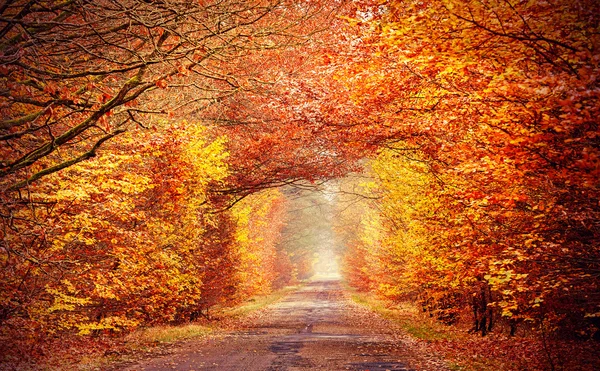 Camino en un bosque otoñal brumoso, colores intensos filtrados . —  Fotos de Stock