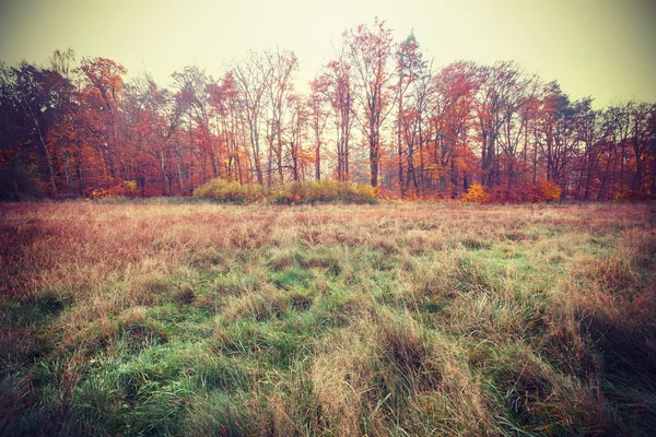 Vintage foto filtrada de un campo de otoño . —  Fotos de Stock