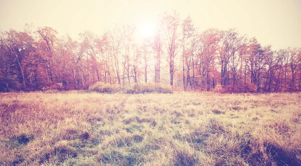 Vintage gefiltertes Foto eines Herbstfeldes. — Stockfoto