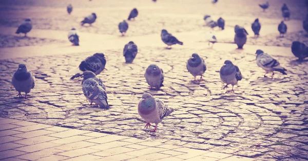 Photo rétro filtrée de silhouettes de pigeons dans une ville . — Photo