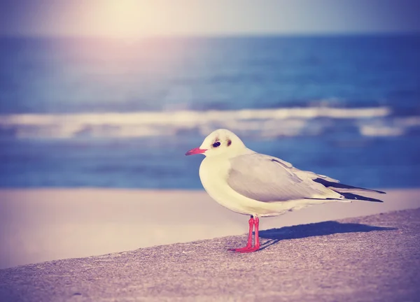 Vintage filtered picture of a seagull. — Stock Photo, Image