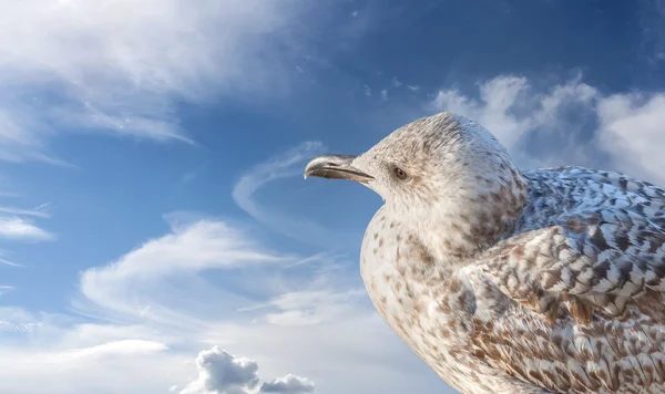 Seagull on the sky, space for text. — Stock Photo, Image